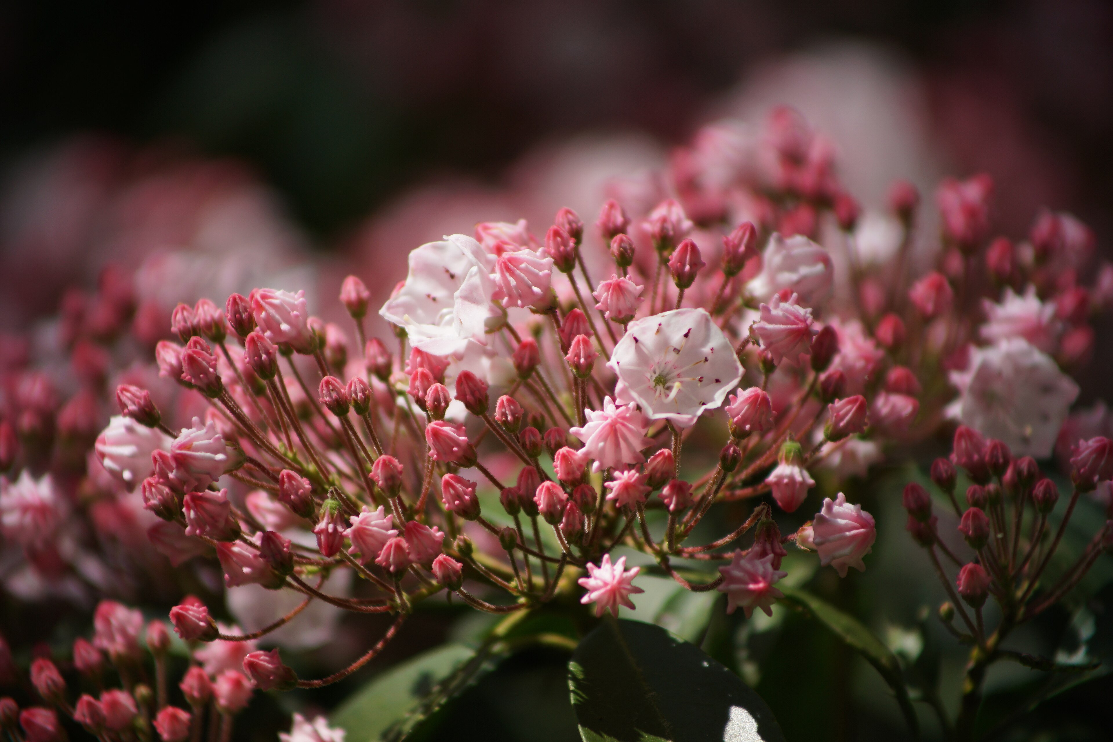 Mountain laurel